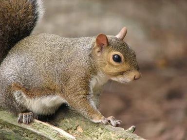 Free Stock Photo: Closeup of a squirrel on a branch