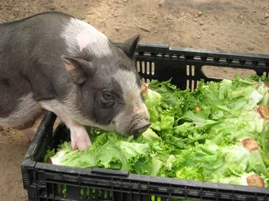Free Stock Photo: Small pig eating lettuce out of a crate