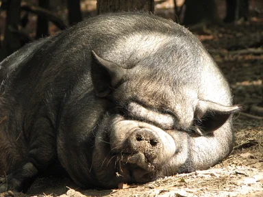 Free Stock Photo: A very large pig sleeping in the dirt
