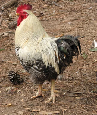Free Stock Photo: Closeup of a white and black rooster
