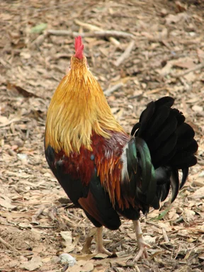 Free Stock Photo: Back side of a gold and brown chicken