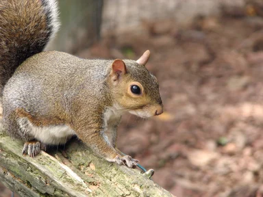 Free Stock Photo: Closeup of a squirrel on a wooden fence