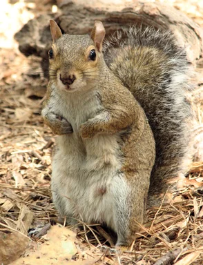 Free Stock Photo: Closeup of a squirrel on the ground
