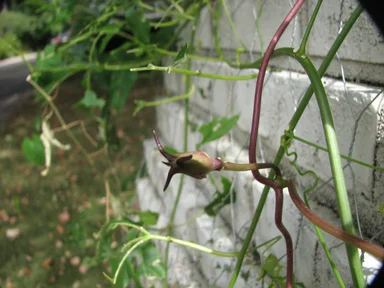 Free Stock Photo: Closeup of a vine growing on a stone wall
