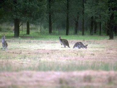 Free Stock Photo: Three kangaroos out in a field