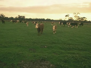 Free Stock Photo: A herd of cows in a field of grass