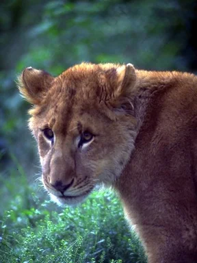 Free Stock Photo: Close-up of a lion in the grass