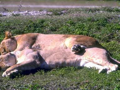 Free Stock Photo: A pair of lions sleeping on top of each other in the grass