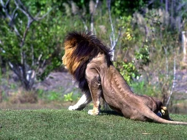 Free Stock Photo: A lion getting up from the grass