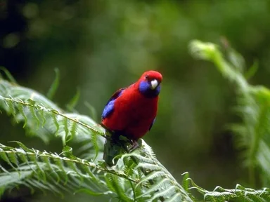 Free Stock Photo: A small red and blue parrot perched on a tree