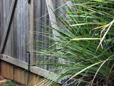 Free Stock Photo: Tropical plant by fence