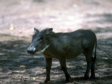Free Stock Photo: A small warthog