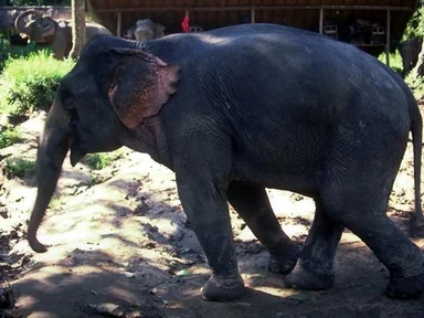 Free Stock Photo: Side view of an elephant walking in the dirt
