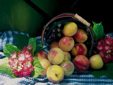 Free Stock Photo: A display of apples in a basket