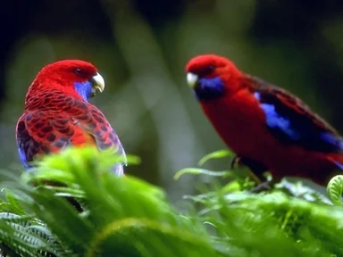 Free Stock Photo: Two red and blue parakeets