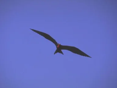 Free Stock Photo: A large winged bird soaring in the sky