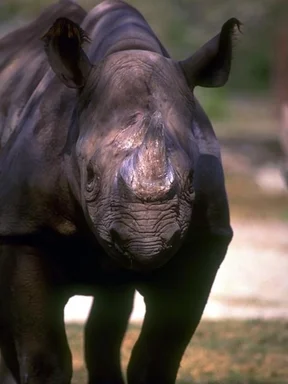 Free Stock Photo: Close-up of a rhinoceros