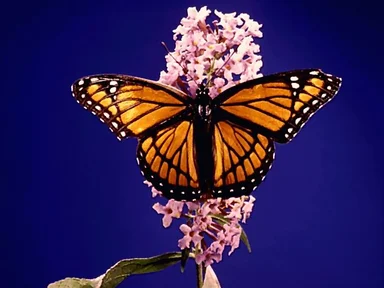 Free Stock Photo: Orange butterfly