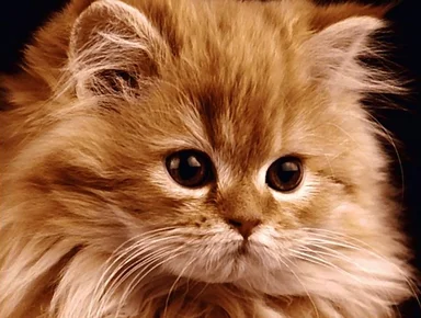 Free Stock Photo: Kitten portrait