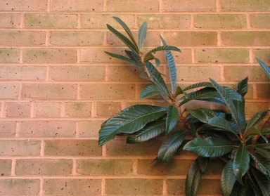 Free Stock Photo: Green leaves against a red brick wall