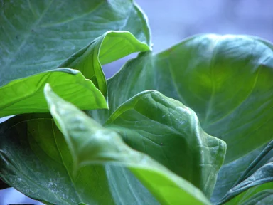 Free Stock Photo: Closeup of large green leaves
