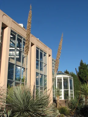 Free Stock Photo: Tall plants outside the Dorothy Chapman Fuqua Conservatory at Atlanta Botanical Garden