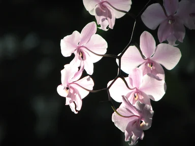 Free Stock Photo: Closeup of pink orchids