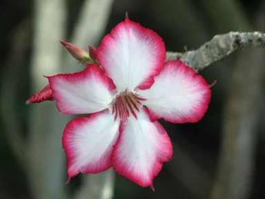 Free Stock Photo: Closeup of a pink desert rose flower