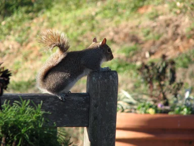 Free Stock Photo: A squirrel on a wooden fence