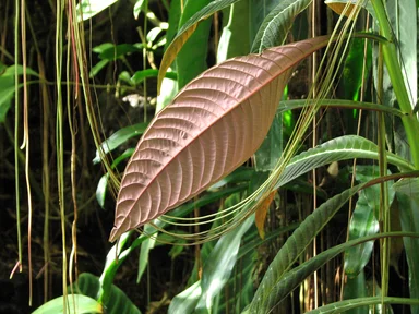 Free Stock Photo: Closeup of a red leaf and small vines