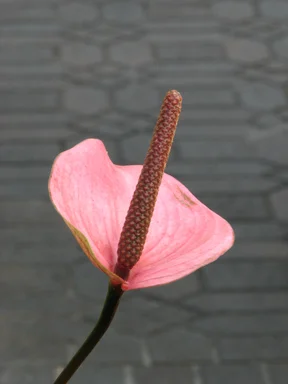 Free Stock Photo: Closeup of a pink Peace Lily flower