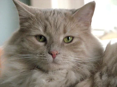 Free Stock Photo: Closeup of a light orange cat
