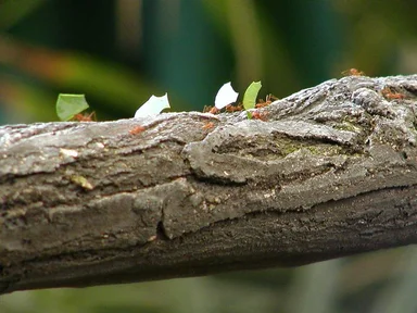 Free Stock Photo: Ants carrying leaves on a branch
