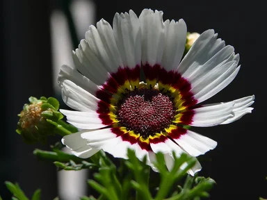 Free Stock Photo: Close up of a white flower