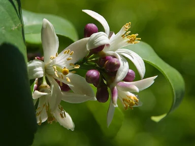 Free Stock Photo: Close up of a white flower
