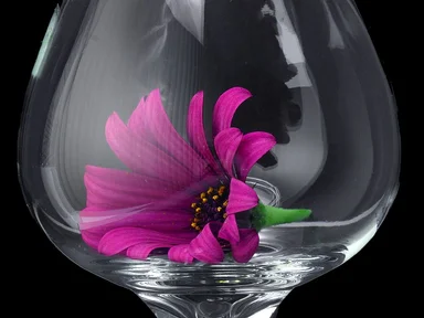 Free Stock Photo: Close up of a purple flower in a glass