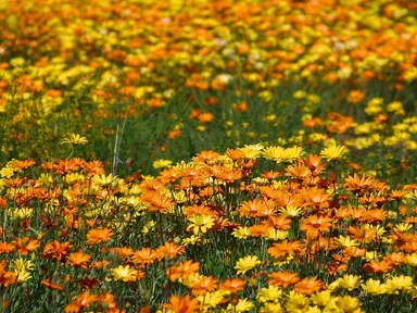 Free Stock Photo: A field of yellow and orange wildflowers
