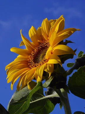 Free Stock Photo: Closeup of a sunflower