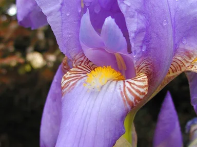 Free Stock Photo: Close up of a blue orchid