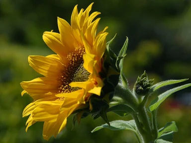 Free Stock Photo: Closeup of a sunflower