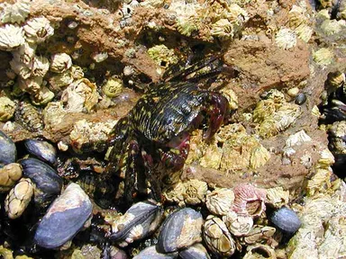 Free Stock Photo: Closeup of a black and yellow crab