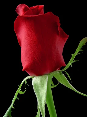 Free Stock Photo: Closeup of a red rose on a black background