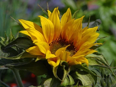 Free Stock Photo: Closeup of a large sunflower