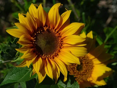 Free Stock Photo: Closeup of a large sunflower