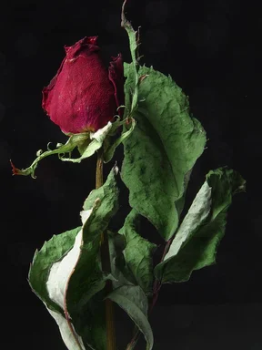Free Stock Photo: Closeup of a red rose on a black background