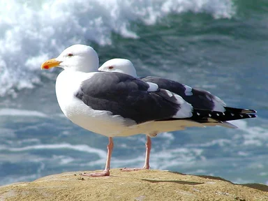 Free Stock Photo: Two seagulls standing on a rock by the ocean