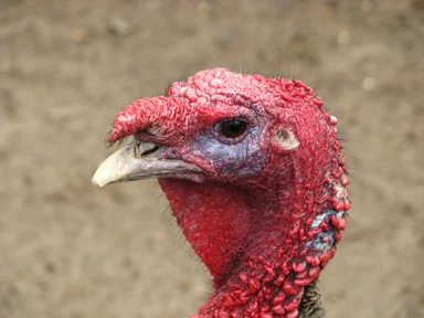 Free Stock Photo: Closeup of a turkey