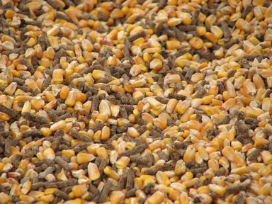 Free Stock Photo: Closeup of animal feed with corn