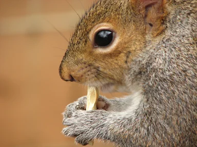 Free Stock Photo: Closeup of a squirrel eating