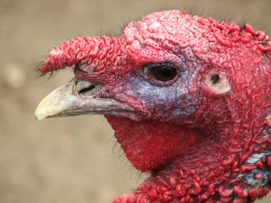 Free Stock Photo: Closeup of a turkey